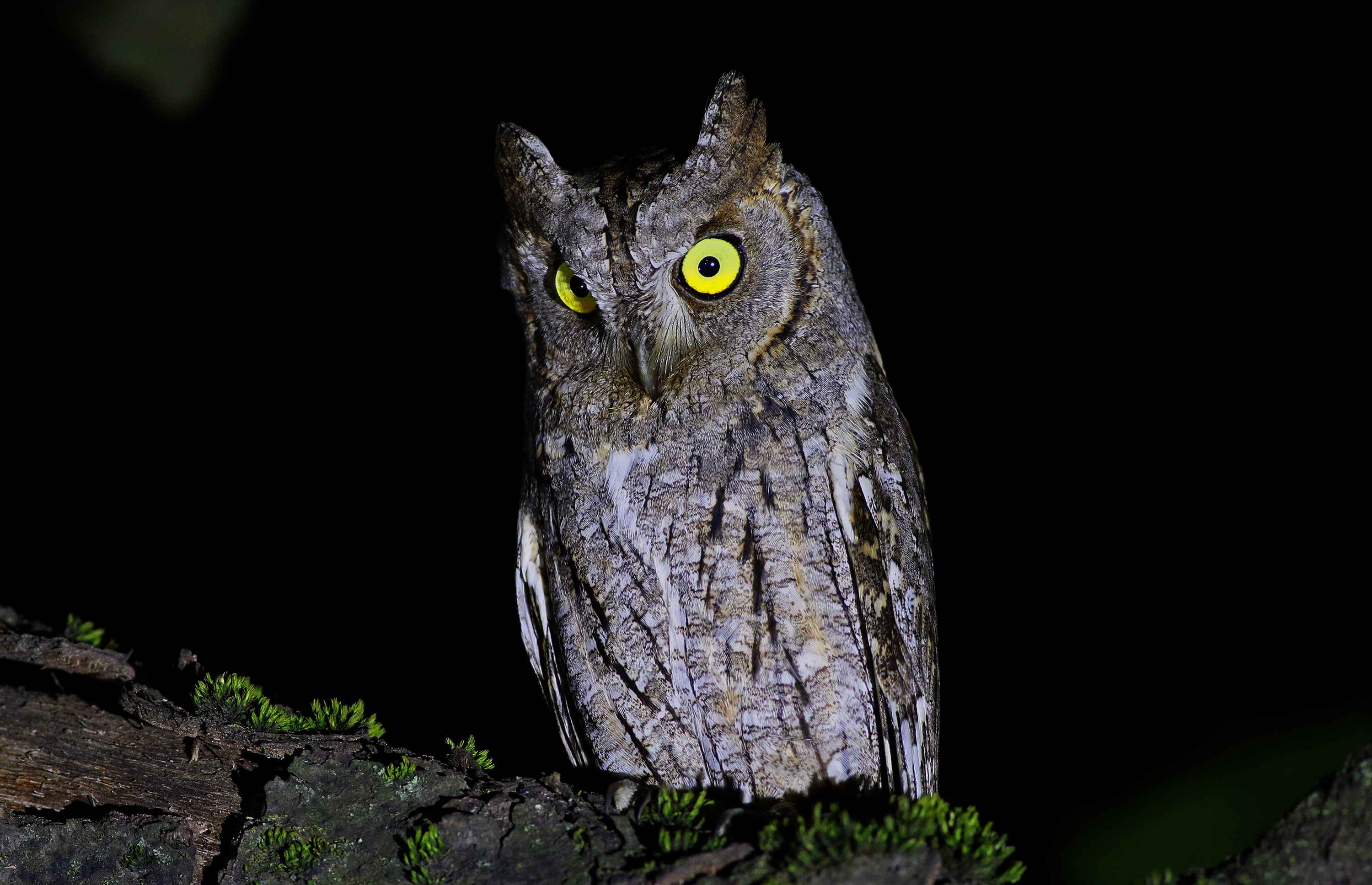 Eurasian Scops-Owl